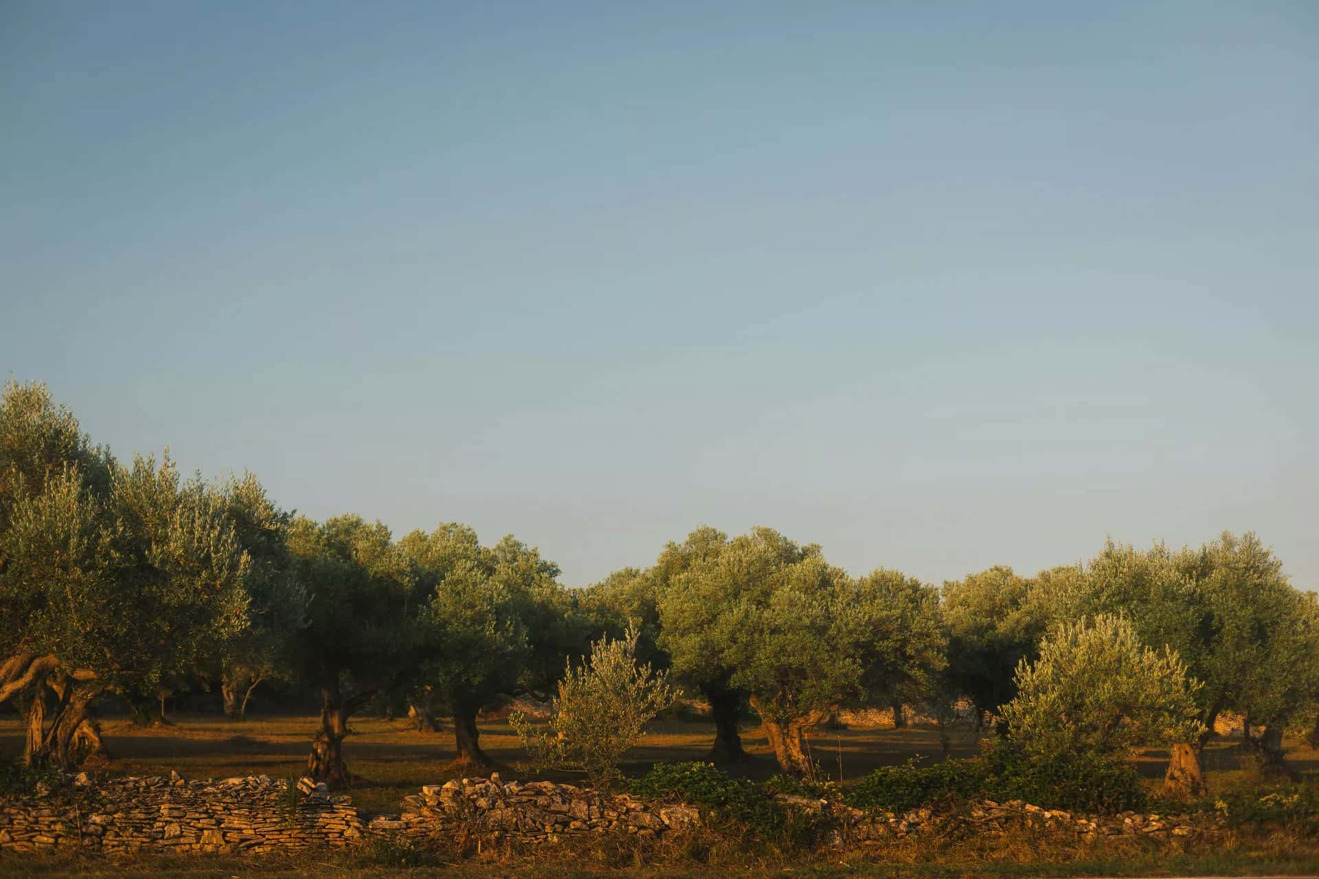 Zeytin ağaçları arasında bir bahçe