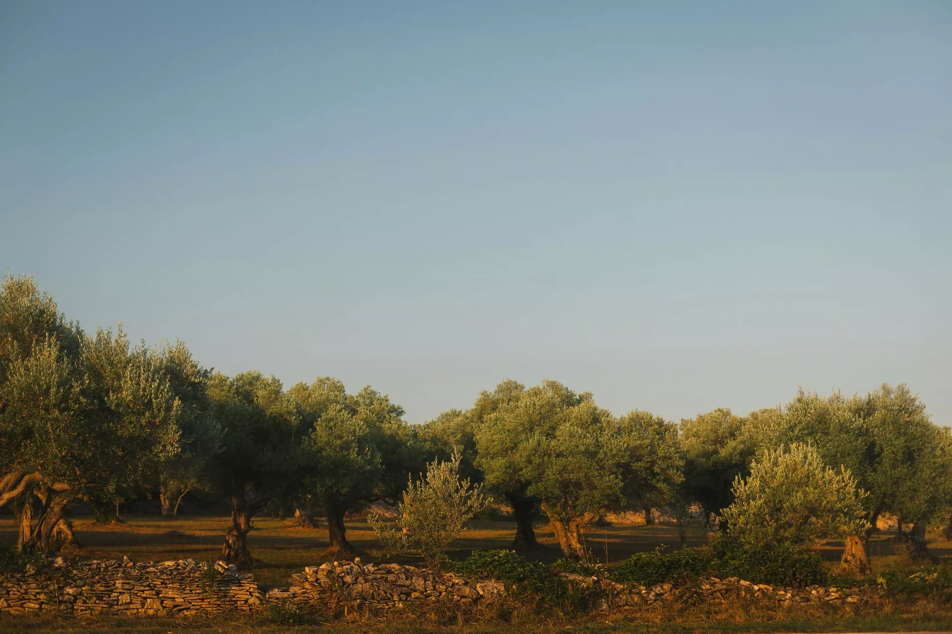 Zeytin ağaçları arasında bir bahçe
