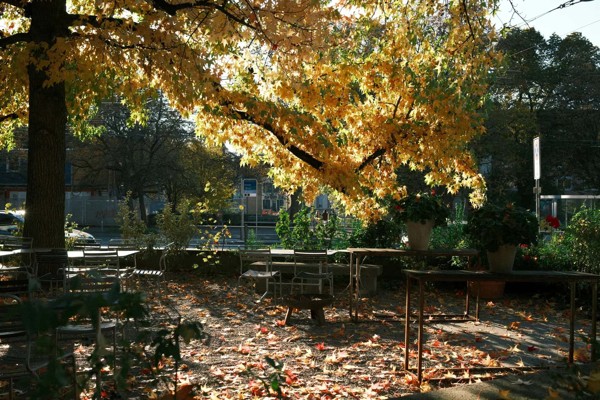 Sonbahar yaprakları arasında boş bir park sandalyesi