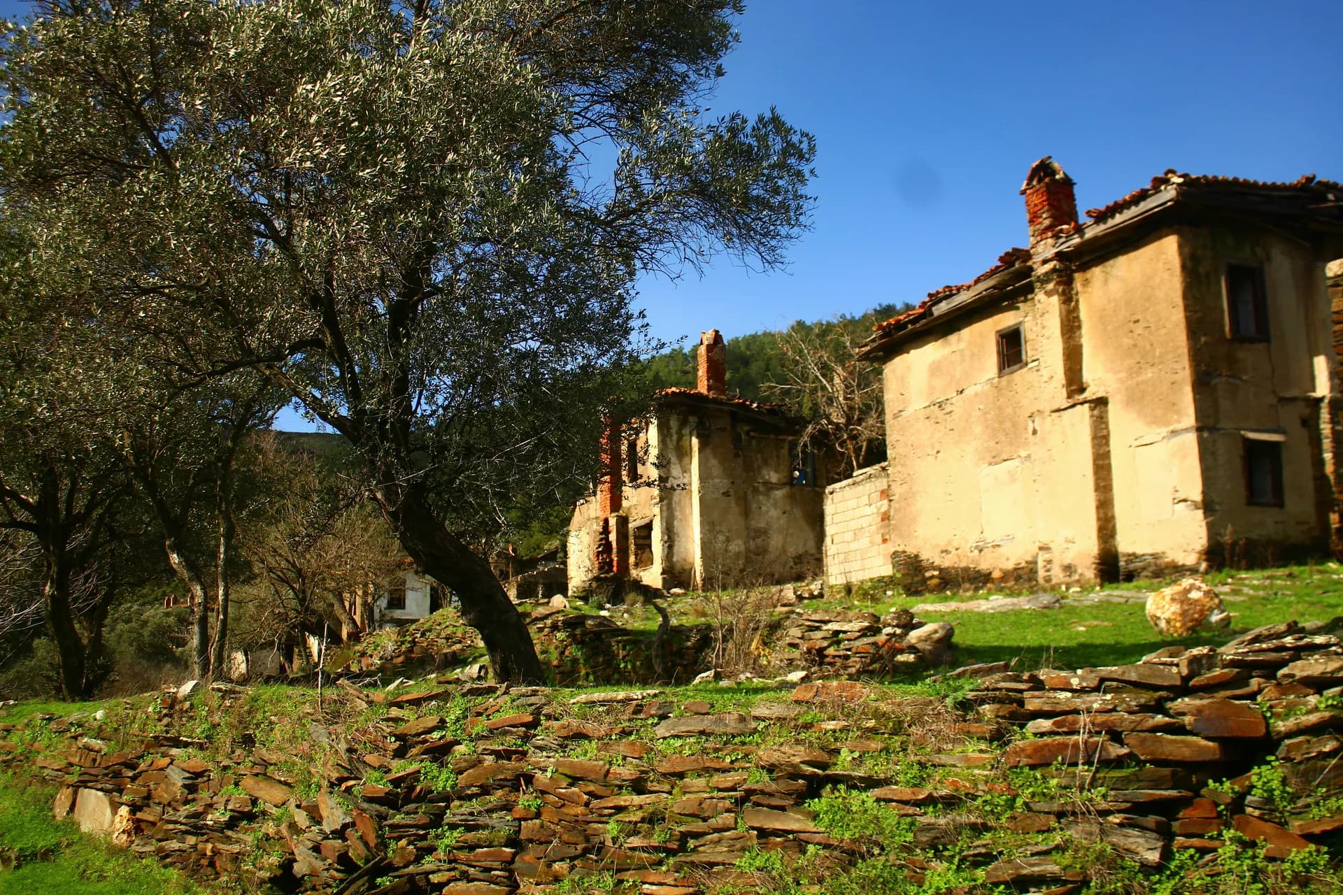 Zeytin ağaçları arasında eski bir taş ev