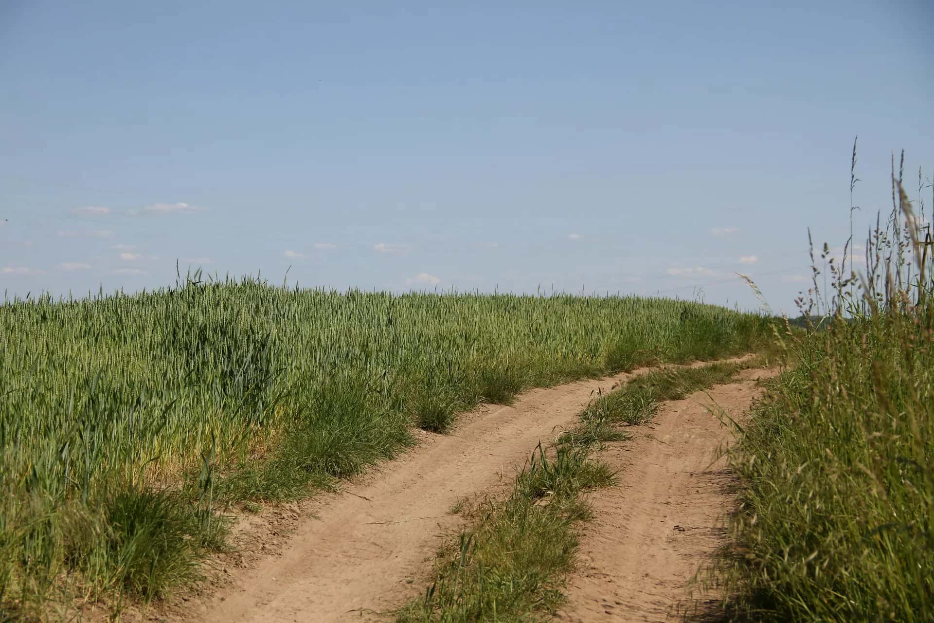 İki tarlanın arasından uzaklara uzanan toprak bir yol